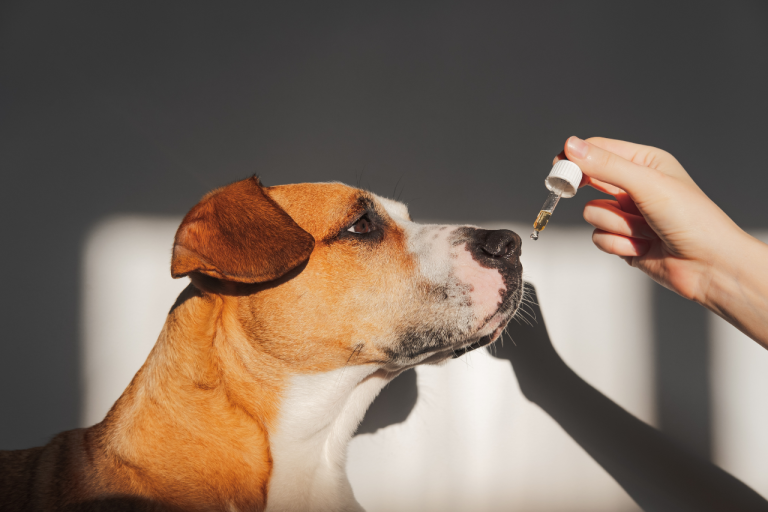 CBD Oil and Canine Health A Comprehensive Guide for Pet Parents