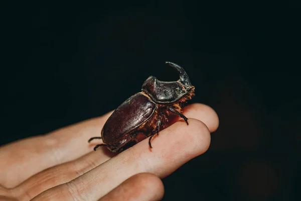 Comprehensive Cockroach Extermination Services for Sydney